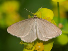 Minoa murinata