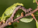 Tmavoskvrnáč třešňový - <i>Agriopis bajaria</i>