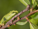 Tmavoskvrnáč třešňový - <i>Agriopis bajaria</i>