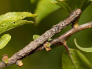 Tmavoskvrnáč třešňový - <i>Agriopis bajaria</i>