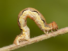 Tmavoskvrnáč zhoubný - <i>Erannis defoliaria</i>