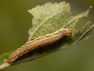 Tmavoskvrnáč zhoubný - <i>Erannis defoliaria</i>