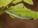 Bělásek řeřichový - <i>Anthocharis cardamines</i>