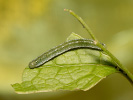 Bělásek řeřichový - <i>Anthocharis cardamines</i>