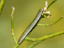 Bělásek řeřichový - <i>Anthocharis cardamines</i>