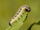 Jarnice menší - <i>Orthosia cruda</i>