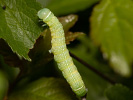 Jarnice lipová - <i>Orthosia cerasi</i>