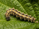 Babočka kopřivová - <i>Aglais urticae</i>