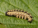 Babočka kopřivová - <i>Aglais urticae</i>