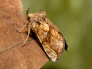 Kovolesklec omějový - <i>Polychrysia moneta</i>