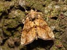 Kovolesklec omějový - <i>Polychrysia moneta</i>