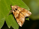 Polychrysia moneta
