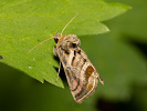 Kovolesklec horský - <i>Euchalcia variabilis</i>