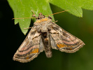Kovolesklec horský - <i>Euchalcia variabilis</i>