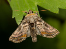 Euchalcia variabilis