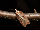 Acleris cristana