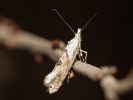 Ypsolopha asperella