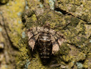 Agriopis marginaria