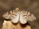 Šedokřídlec zimolezový - <i>Trichopteryx polycommata</i>