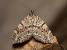 Trichopteryx polycommata