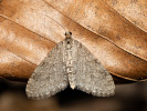 Trichopteryx carpinata