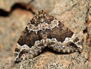 Píďalka zakouřená - <i>Lampropteryx suffumata</i>