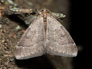 Theria rupicapraria