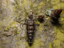 Drsnokřídlec hrušňový - <i>Phigalia pilosaria</i>