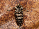 Drsnokřídlec hrušňový - <i>Phigalia pilosaria</i>