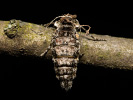Phigalia pilosaria