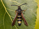 Nesytka ovádová - <i>Paranthrene tabaniformis</i>