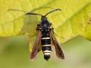 Nesytka ovádová - <i>Paranthrene tabaniformis</i>
