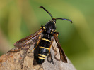 Paranthrene tabaniformis