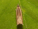 Obaleč - <i>Ancylis apicella</i>