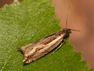 Obaleč - <i>Ancylis apicella</i>