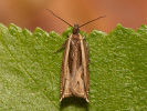 Obaleč - <i>Ancylis apicella</i>