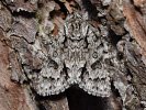 Šípověnka jívová - <i>Acronicta auricoma</i>