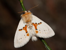 Hřbetozubec dvoubarvý - <i>Leucodonta bicoloria</i>