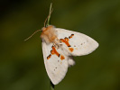 Hřbetozubec dvoubarvý - <i>Leucodonta bicoloria</i>