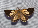 Bupalus piniaria