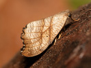 Srpokřídlec březový - <i>Falcaria lacertinaria</i>