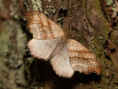 Srpokřídlec březový - <i>Falcaria lacertinaria</i>