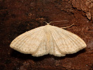 Scopula floslactata