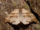 Falcaria lacertinaria