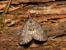 Hydriomena impluviata