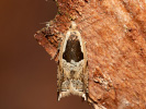 Obaleč - <i>Ancylis myrtillana</i>