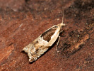 Obaleč - <i>Ancylis myrtillana</i>