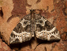 Ecliptopera silaceata