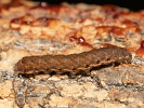 Osenice zemáková - <i>Noctua fimbriata</i>