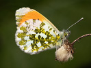 Bělásek řeřichový - <i>Anthocharis cardamines</i>
